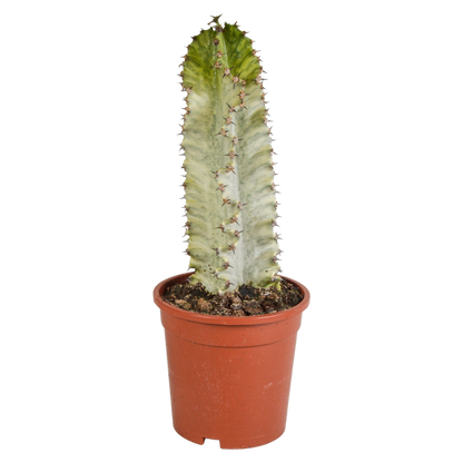 Euphorbia marmorata 17 cm
