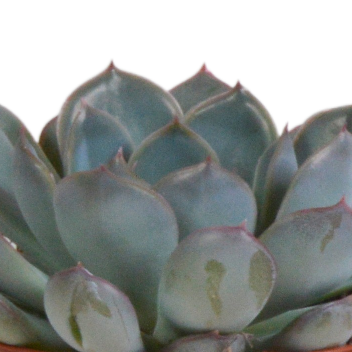 Echeveria mix 8.5 cm - 3x - in terracotta pot