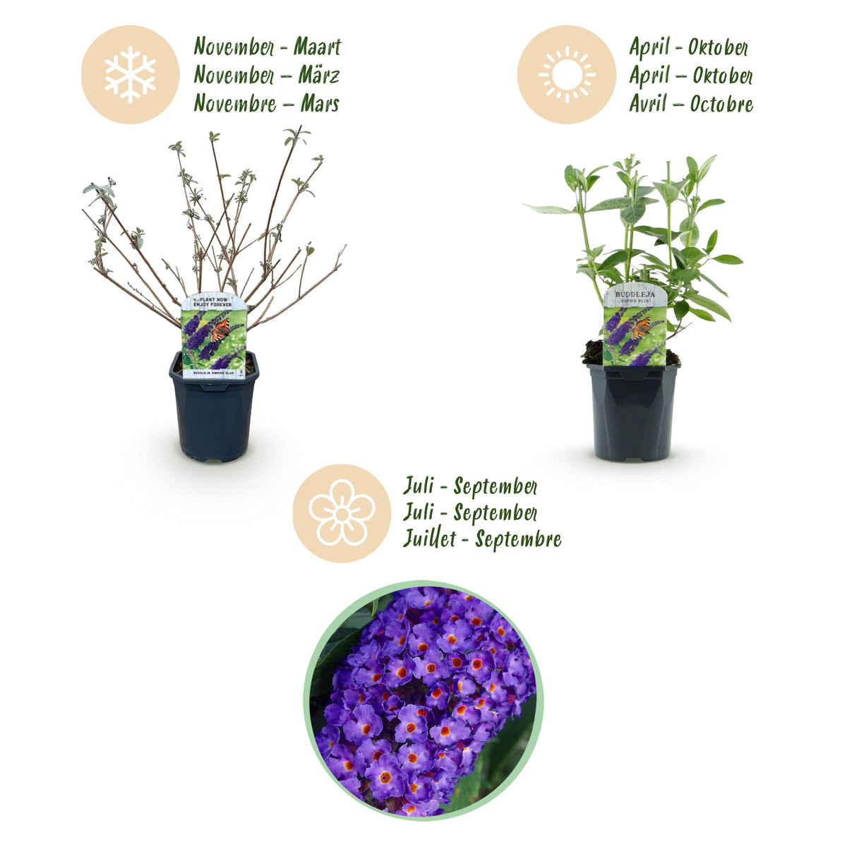 Tuinplant - Buddleja davidii Empire Blue - Vlinderstruik - Winterhard - Blauw - 1 Plant - Pot 17cm - Hoogte 45cm