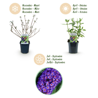 Tuinplant - Buddleja davidii Empire Blue - Vlinderstruik - Winterhard - Blauw - 1 Plant - Pot 17cm - Hoogte 45cm