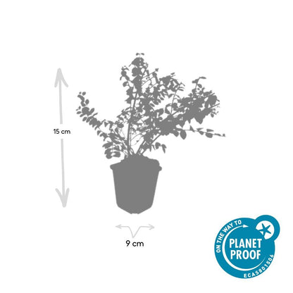 6x Symphoricarpos ch. 'Hancock' - ↕10-25cm - Ø9cm