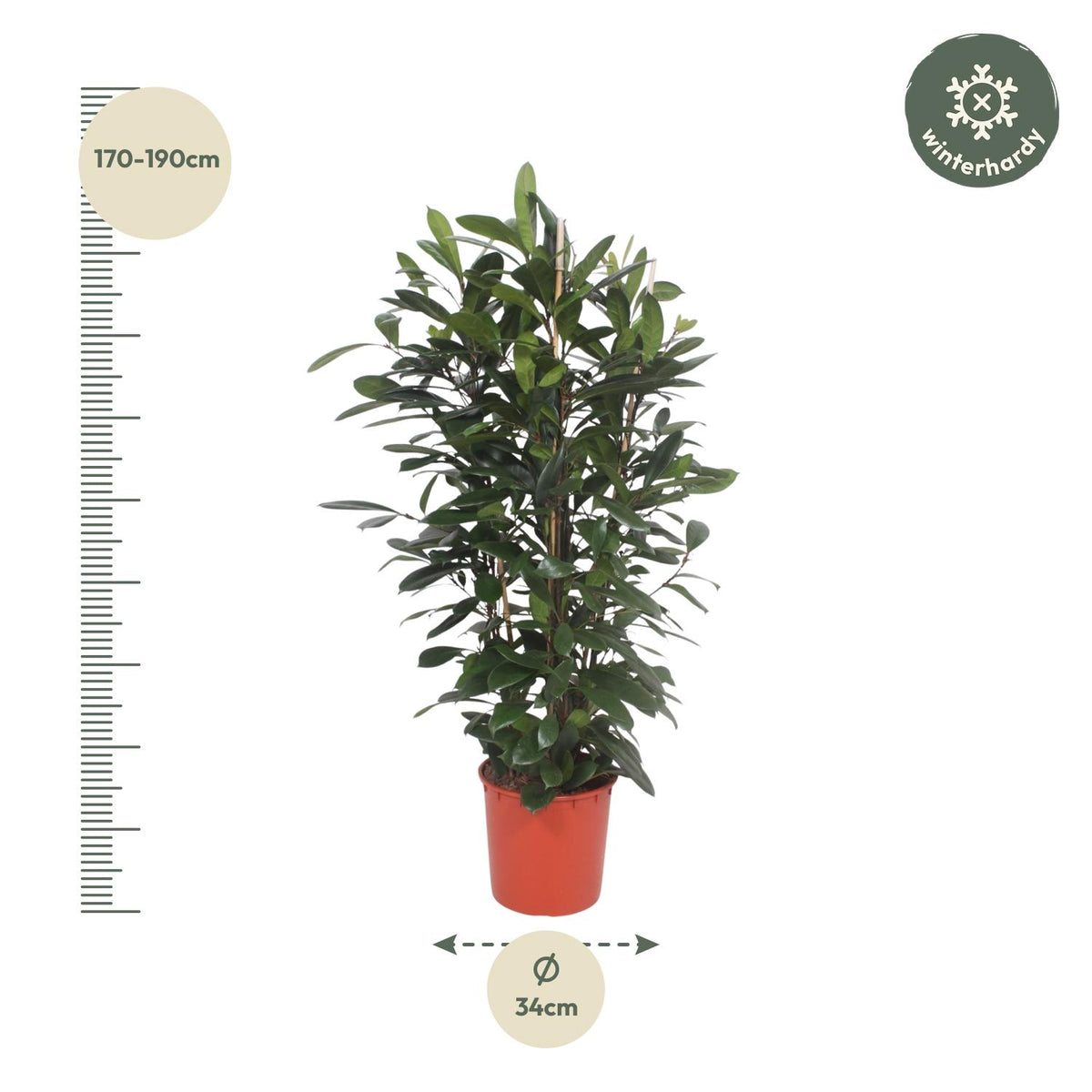 Ficus Cyathistipula struik - 180 cm - ø34
