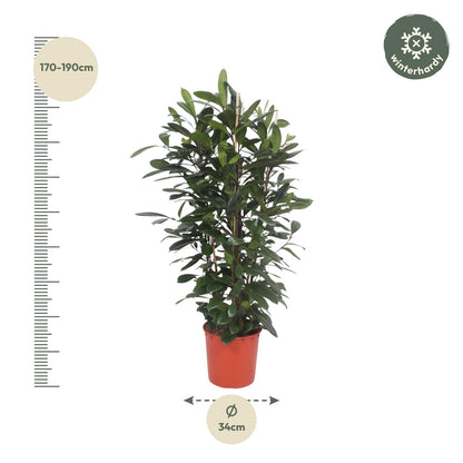 Ficus Cyathistipula struik - 180 cm - ø34