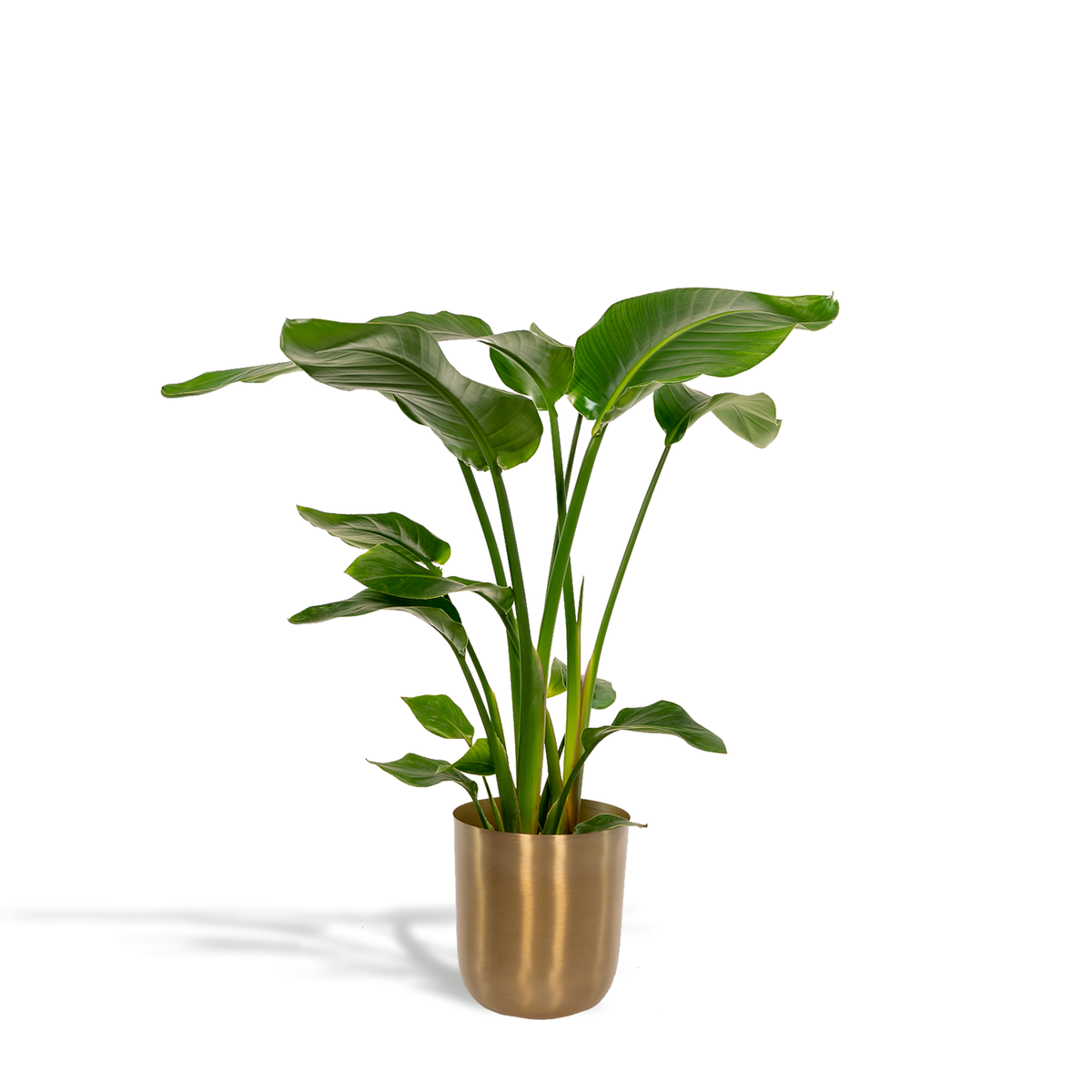 Strelitzia Nicolai - Ø19cm - ↕90cm + Pot Mayk Gold