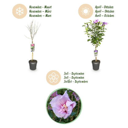 Plant op Stam -Hibiscus syriacus Lavendor Chiffon® - Terras Plant - Bladverliezend - Winterhard - Paarse Bloem - Pot 19cm Hoogte 90cm