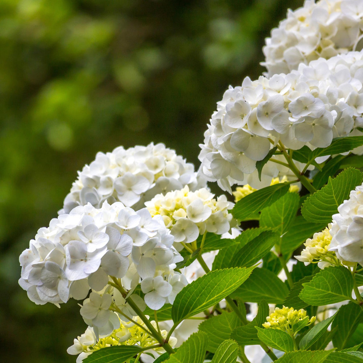 Hortensia - Hydrangea macrophylla Wit - Bloem Wit - 3 Planten - 1 m2 - Bladverliezend - Weinig Onderhoud - Pot 17cm Hoogte 30cm