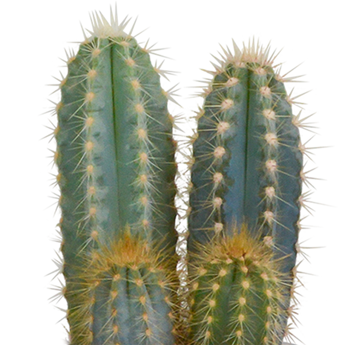 Cactus mix 8.5 cm - 3x - in witte pot
