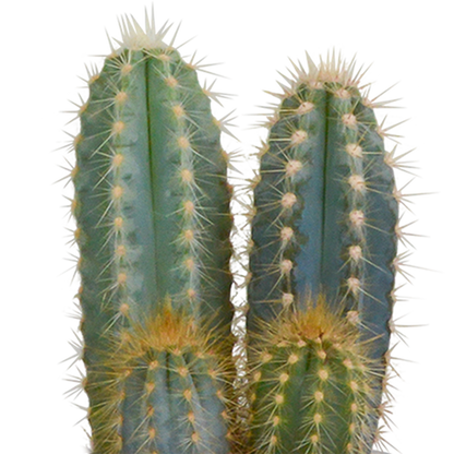 Cactus mix 8.5 cm - 3x - in witte pot