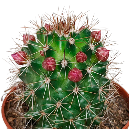 Cactus mix 5.5 cm - zonder pot bloeiend - 5x