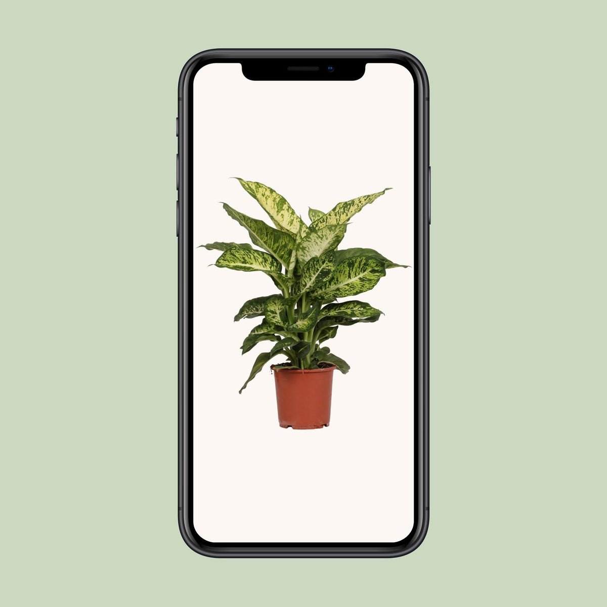 Dieffenbachia Mars - Ø17cm - ↕50cm