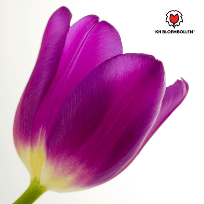 Tulpenbollen Purple Prince – 20 Stuks | KH Bloembollen® | Paars-Violet Tulp – Krachtig & Koninklijk – Voor Tuin of Pot – Maat 11/12 – Vers van de Teler