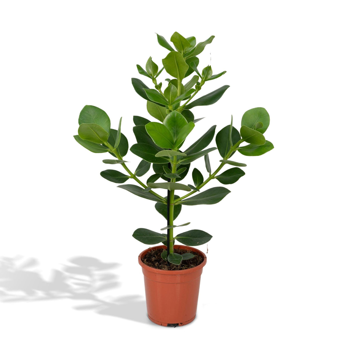 Clusia Rosea Princess - Ø17cm - ↕60cm