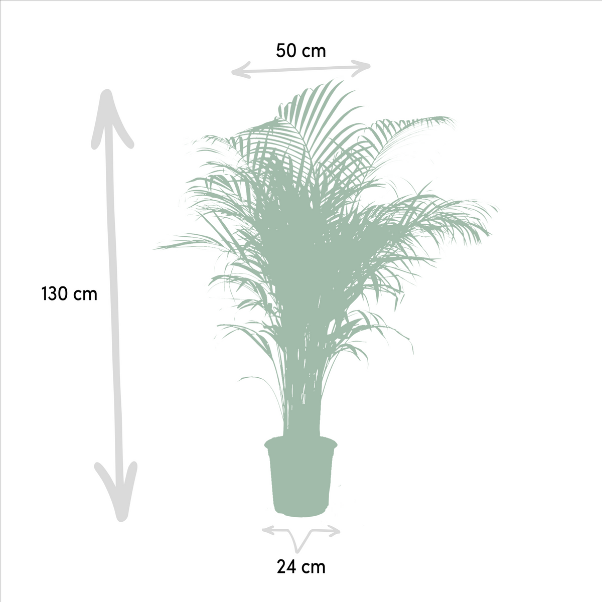 Areca palm - Ø21cm - ↕130cm