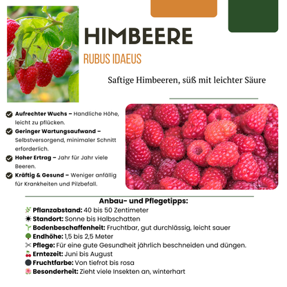"Zomervruchten" BIO Fruitplanten mix set van 4 verschillende soorten