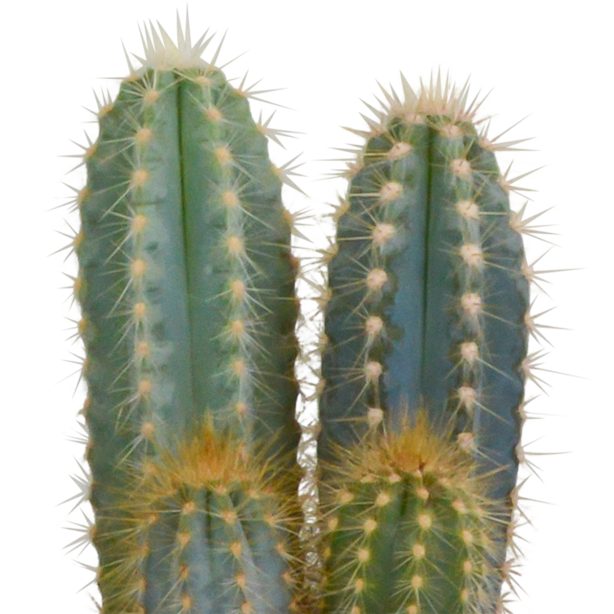 Cactus mix 10.5 cm - 3x - in witte pot