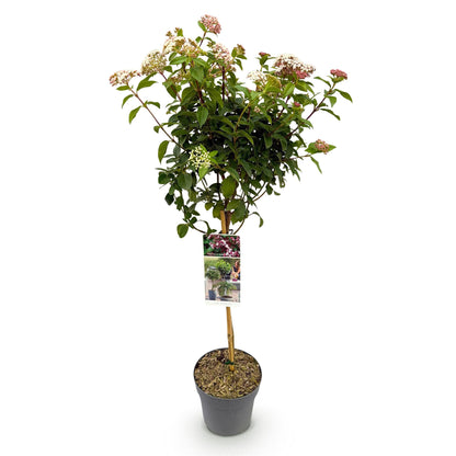 Plant op Stam - Viburnum tinus Eve Price - Terras Plant - Bladhoudend - Winterhard - Wit-Roze Bloem - Pot 19cm Hoogte 90cm