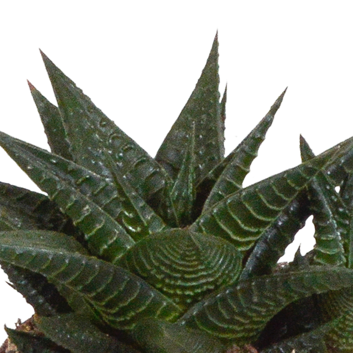 Gasteria/Haworthia mix 8,5cm - 3x - in witte pot