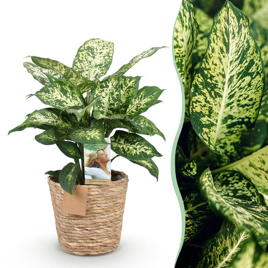 Green is... Kamerplanten - Diefenbachia Compacta - Dieffenbachia - Weinig onderhoud - met mand - Groen - 1 Plant - Pot 17cm - Hoogte 45-50cm