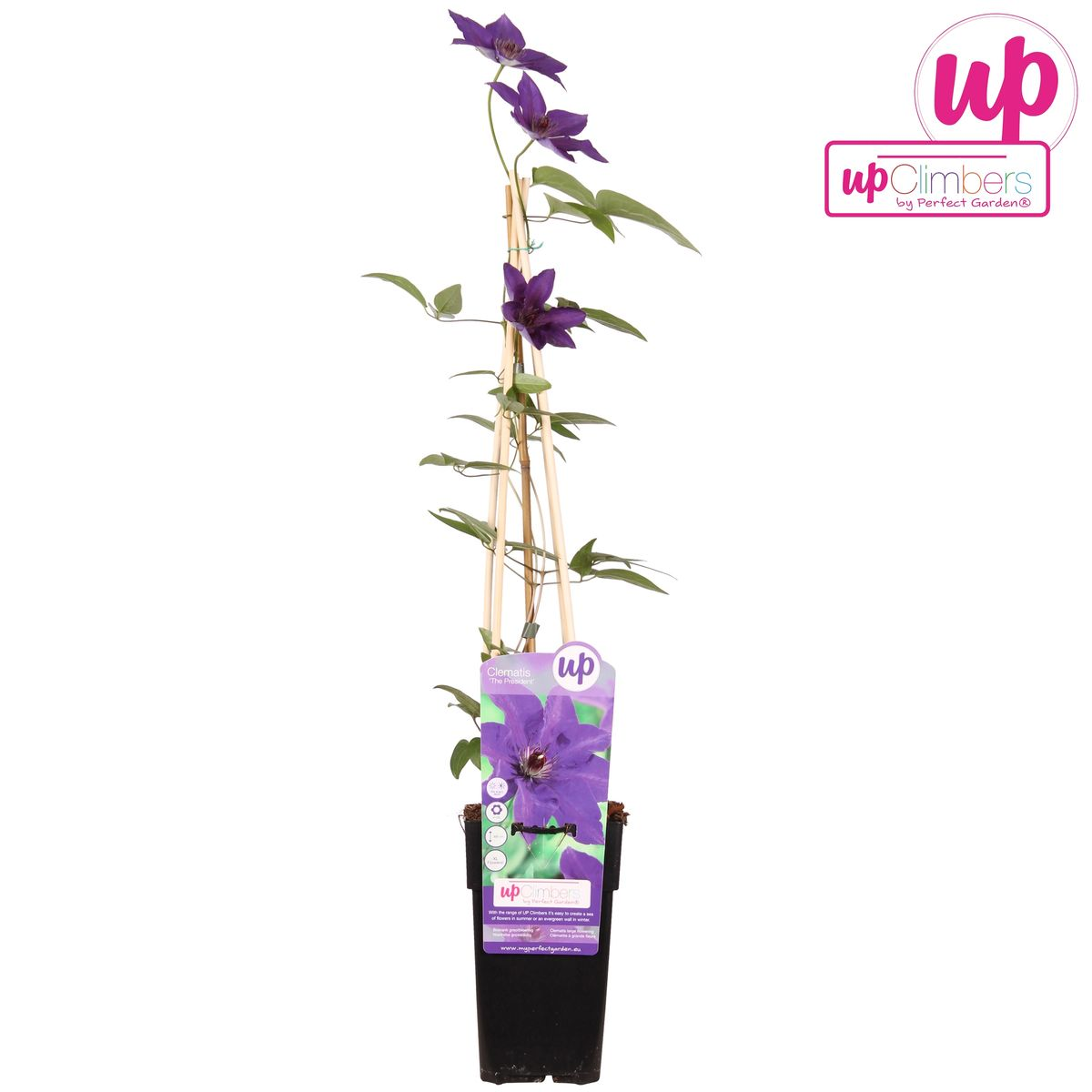 Clematis The President - Clematis Paars - Ø15cm - ↕65cm