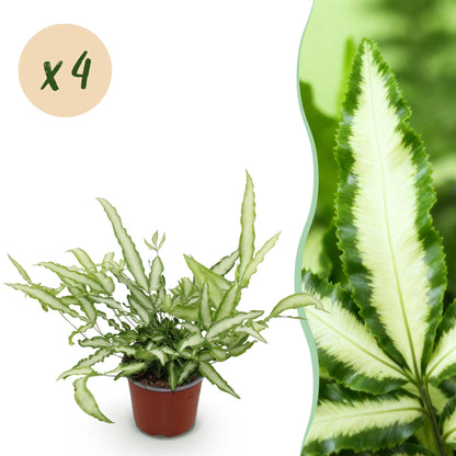 Kamerplant - Pteris cretica Albolineata - Lintvaren - Huisdiervriendelijk - Bont - 4 Planten - Pot 12cm - Hoogte 28-30cm