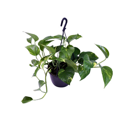 Epipremnum Aureum - Ø15cm - ↕30cm