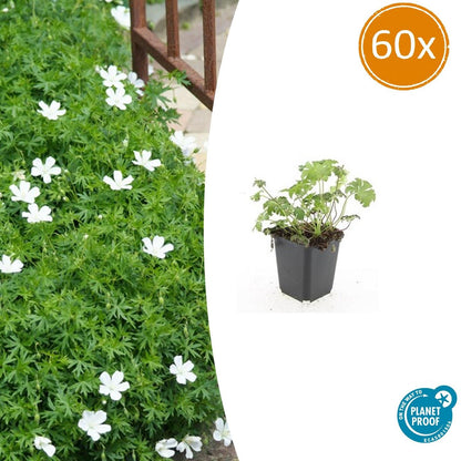 60x Geranium sang. 'Album' - ↕10-25cm - Ø9cm