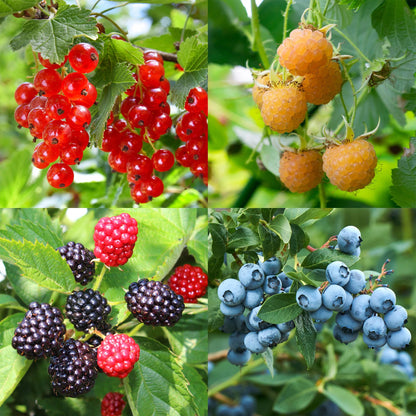 Fruit planten mix - Rode Bes, Gele Framboos, Zwarte Braam, Blauwe bes - 4 planten - Pot 11cm Hoogte 40cm