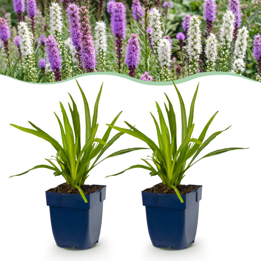 Vasteplant - Liatris Duo - Lampenpoetserplant - Bijen- en vlinderlokkers - Roze - Wit - 6 Planten - Pot 11cm - Hoogte 15-25cm