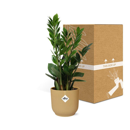 Zamioculcas – Hoogte 45-50 in ELHO Vibes Fold 14cm geel