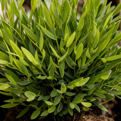 Kamerplant - Bamusa Pogonatherum Monica - Bamboegras - Huisdiervriendelijke Plant - Groen - 4 Planten - met Mand - Pot 12cm - Hoogte 20cm