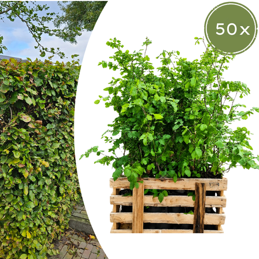 Palletdeal Haagplanten:  50 Fagus sylvatica ↕ 80-100 - Ø 19cm | Mini Pallet