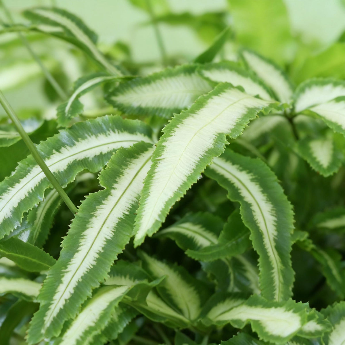 Kamerplant - Pteris cretica Albolineata - Lintvaren - Huisdiervriendelijke Plant - Groen - 2 Planten - met Potter Wit - Pot 12cm - Hoogte 20cm