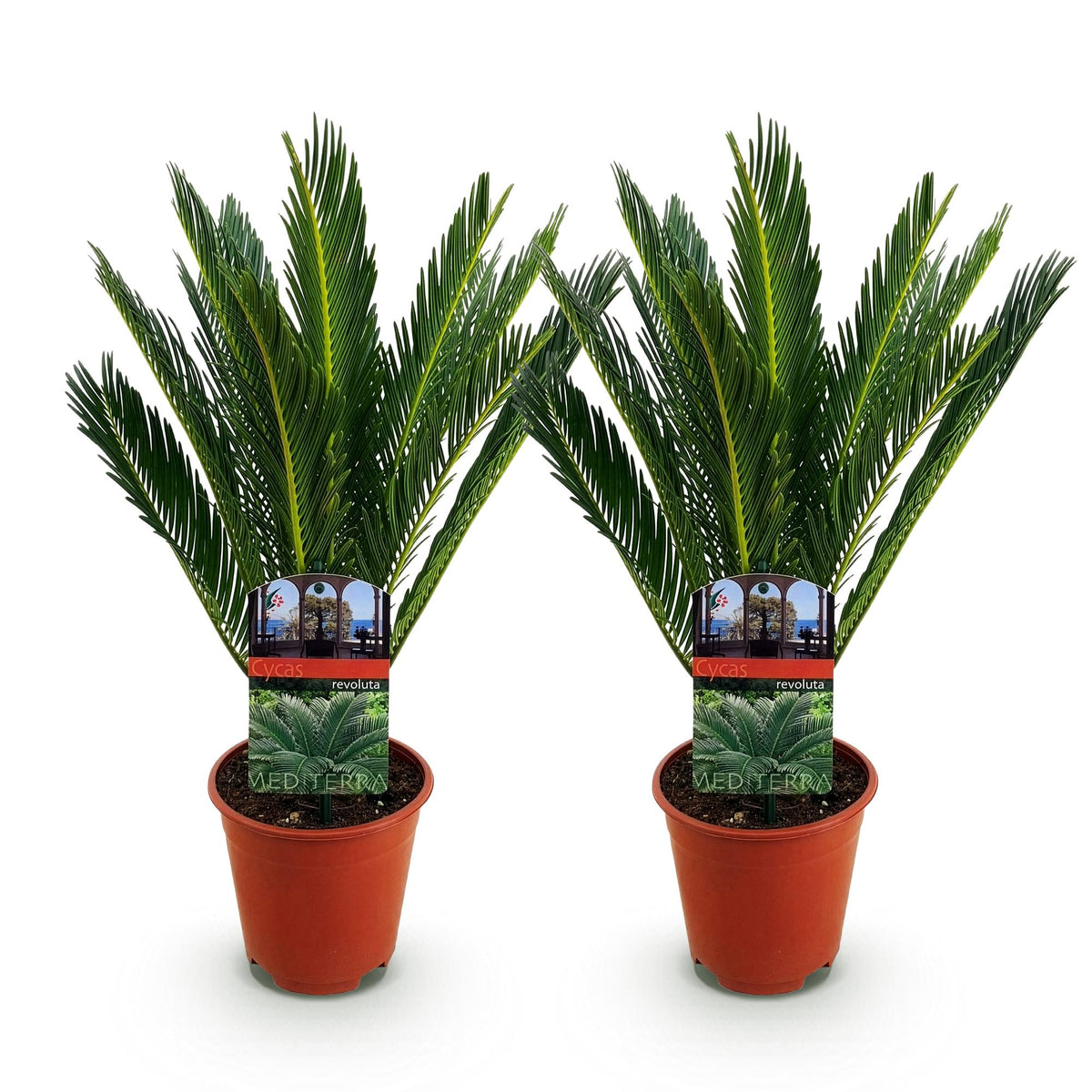 Kamerplant - Cycas revoluta - Palmvaren - Weinig onderhoud - Groen - 2 - Pot 15cm - Hoogte 45-55cm