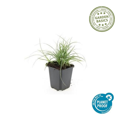 6x Luzula nivea - ↕10-25cm - Ø9cm