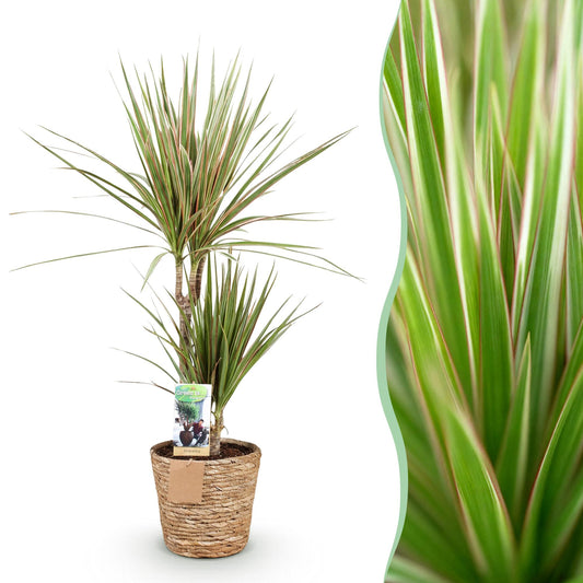Green is... Kamerplanten - Dracaena Marginata Bicolor - Drakenbloedboom - Weinig onderhoud - met mand - Groen - 1 Plant - Pot 17cm - Hoogte 70-75cm
