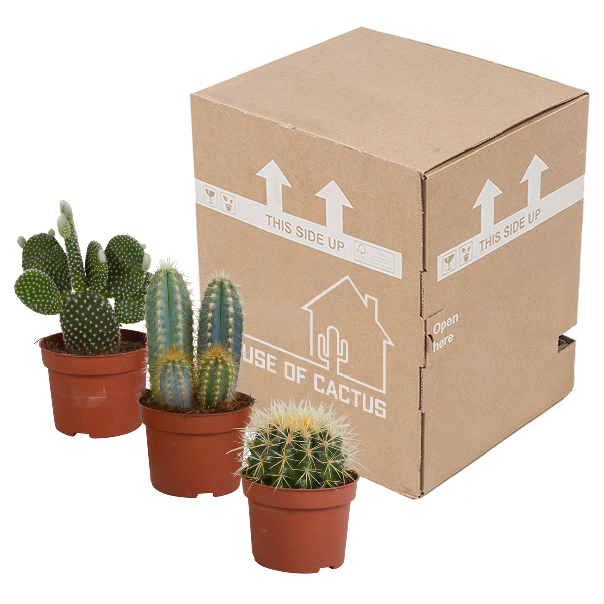 Cactus mix 10.5 cm - 3x - zonder pot