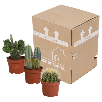 Cactus mix 10.5 cm - 3x - zonder pot