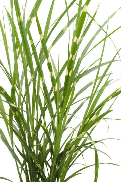 Miscanthus sinensis Strictus - Ø23cm - ↕60cm - Ø19 - ↨50cm