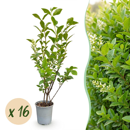 16x Ligustrum ovalifolium - Gewone Liguster - Haagplanten - Groenblijvend - Groen - Pot 9cm - Hoogte 35-45cm
