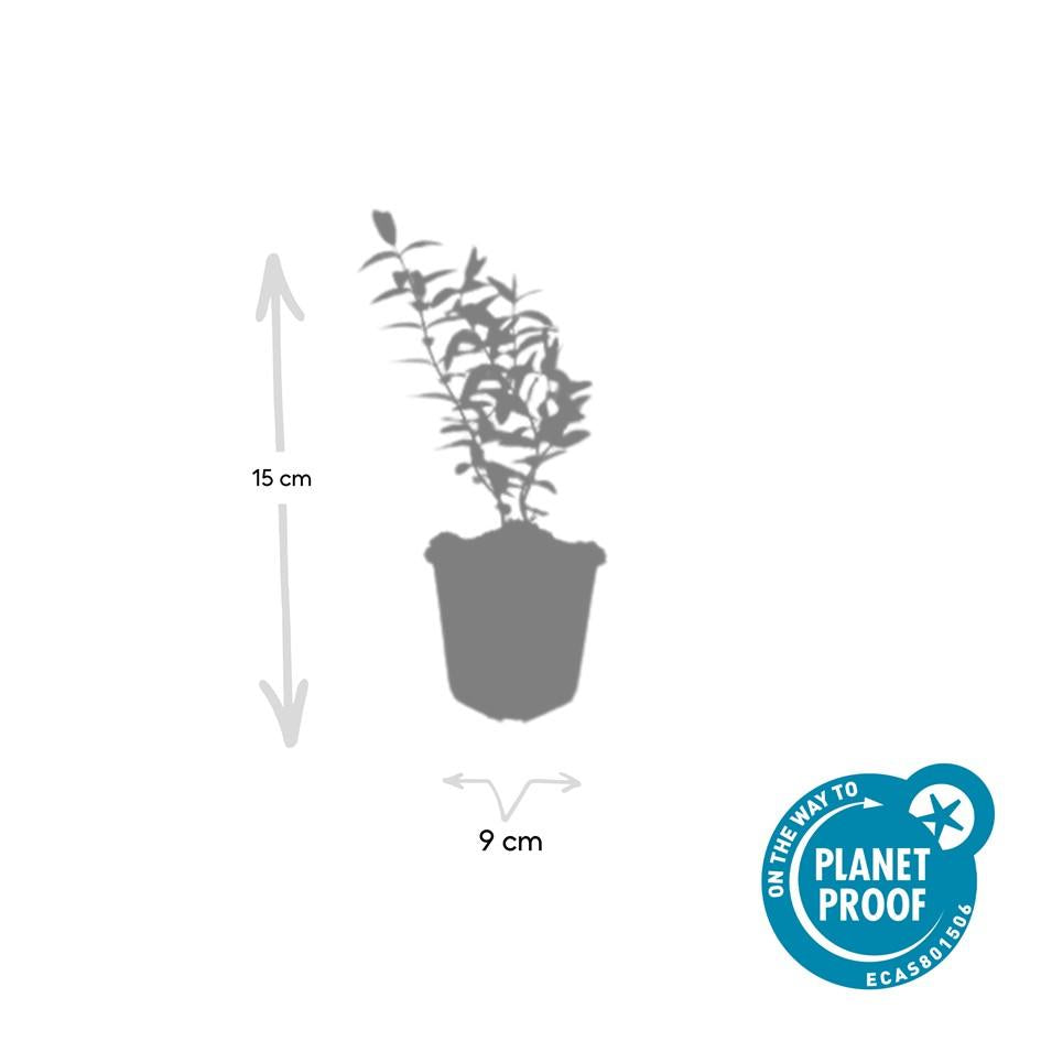 6x Hypericum 'Hidcote' - ↕10-25cm - Ø9cm