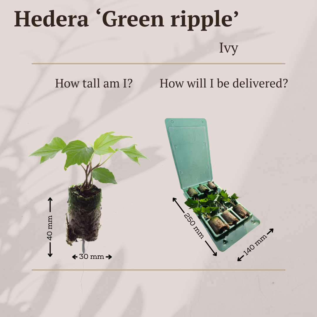 Hedera 'Green Ripple' – 6 Pluggen | Kweek & Geniet van de Mooie Klimplant
