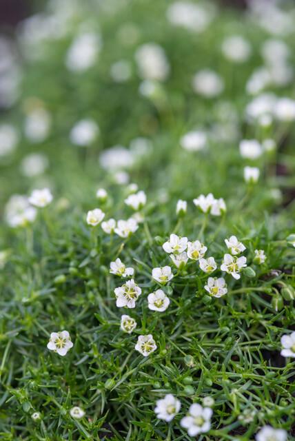 60x Sagina subulata - ↕10-25cm - Ø9cm