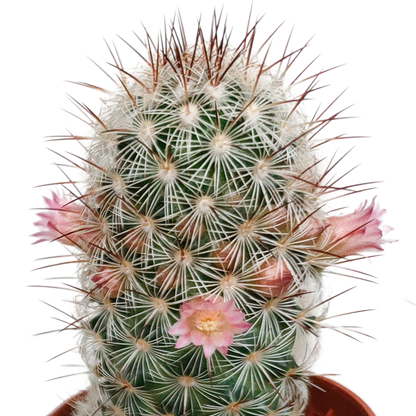 Cactus mix 5.5 cm - zonder pot bloeiend - 5x