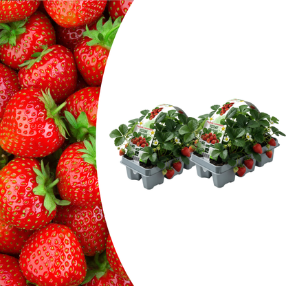 Aardbeien 6 pack (Fragaria) 100% biologisch 2x