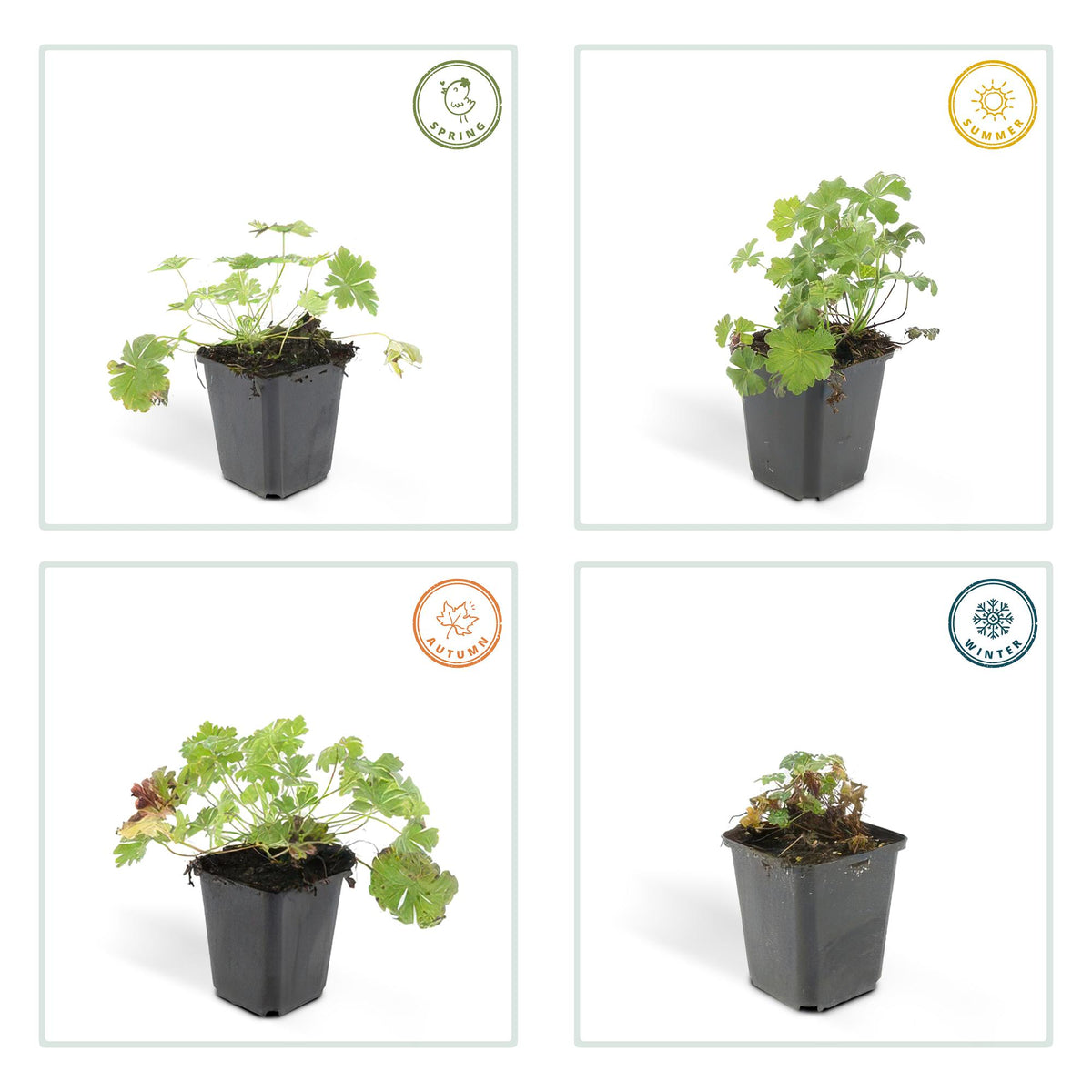 60x Geranium cant. 'Biokovo' - ↕10-25cm - Ø9cm