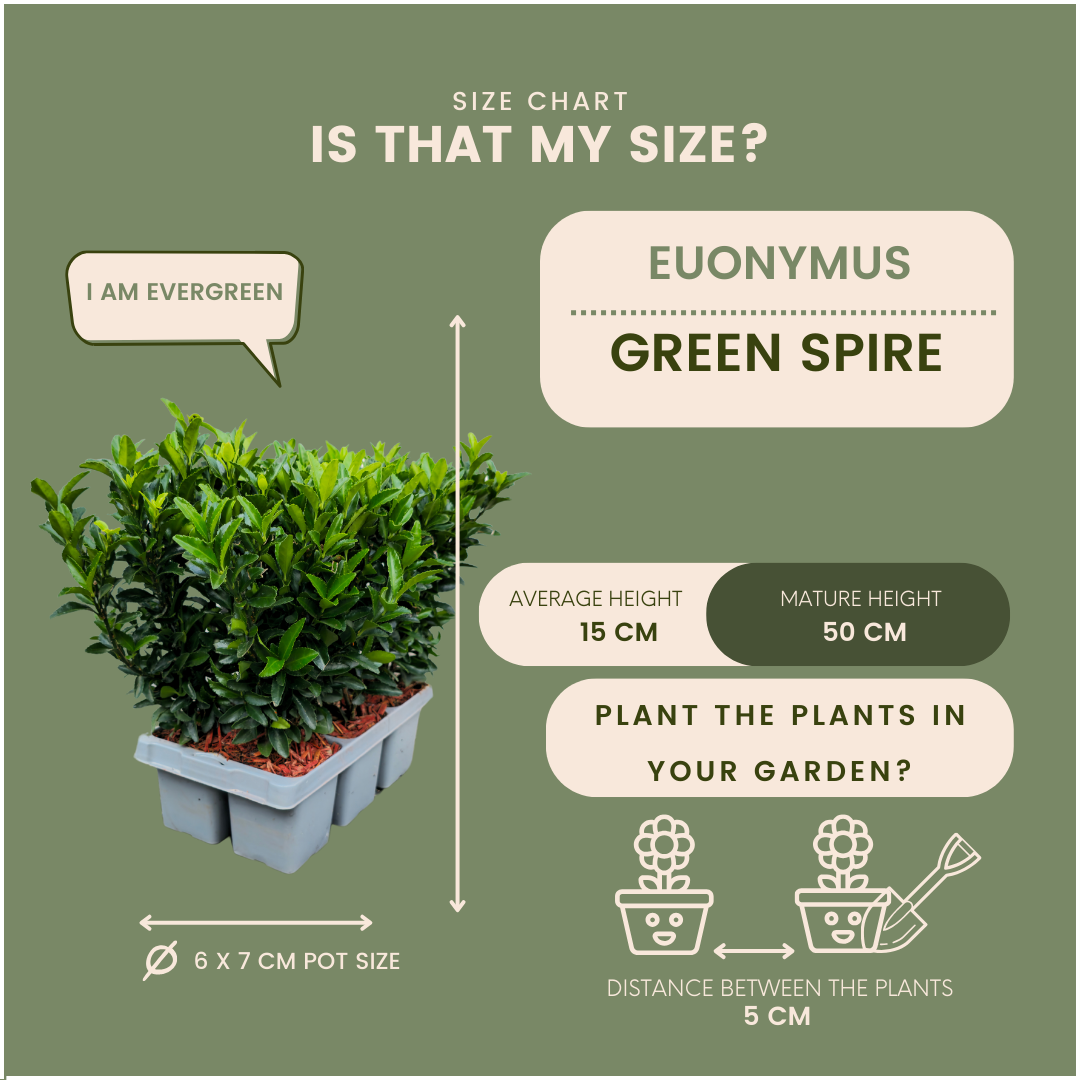 12x Euonymus 'Green Spire' 2x - 12 x Ø 7 cm - ↨ 15 cm