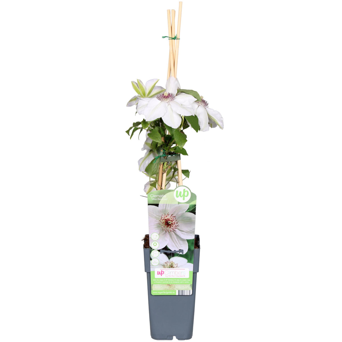 Clematis Miss Bateman - Clematis Wit - Ø15cm - ↕65cm