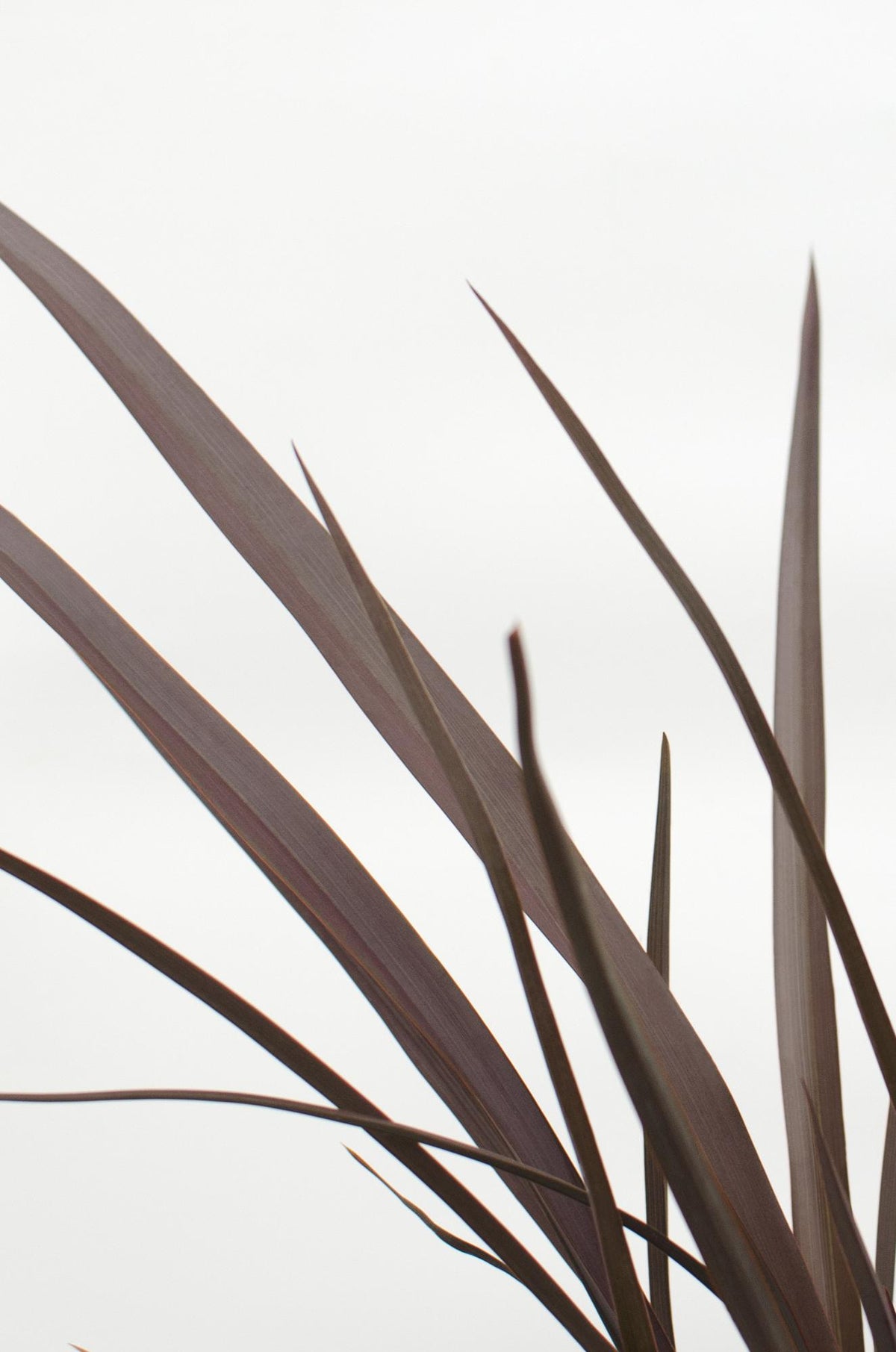 Phormium 'Rubra Nana' - Ø14cm - ↕50cm