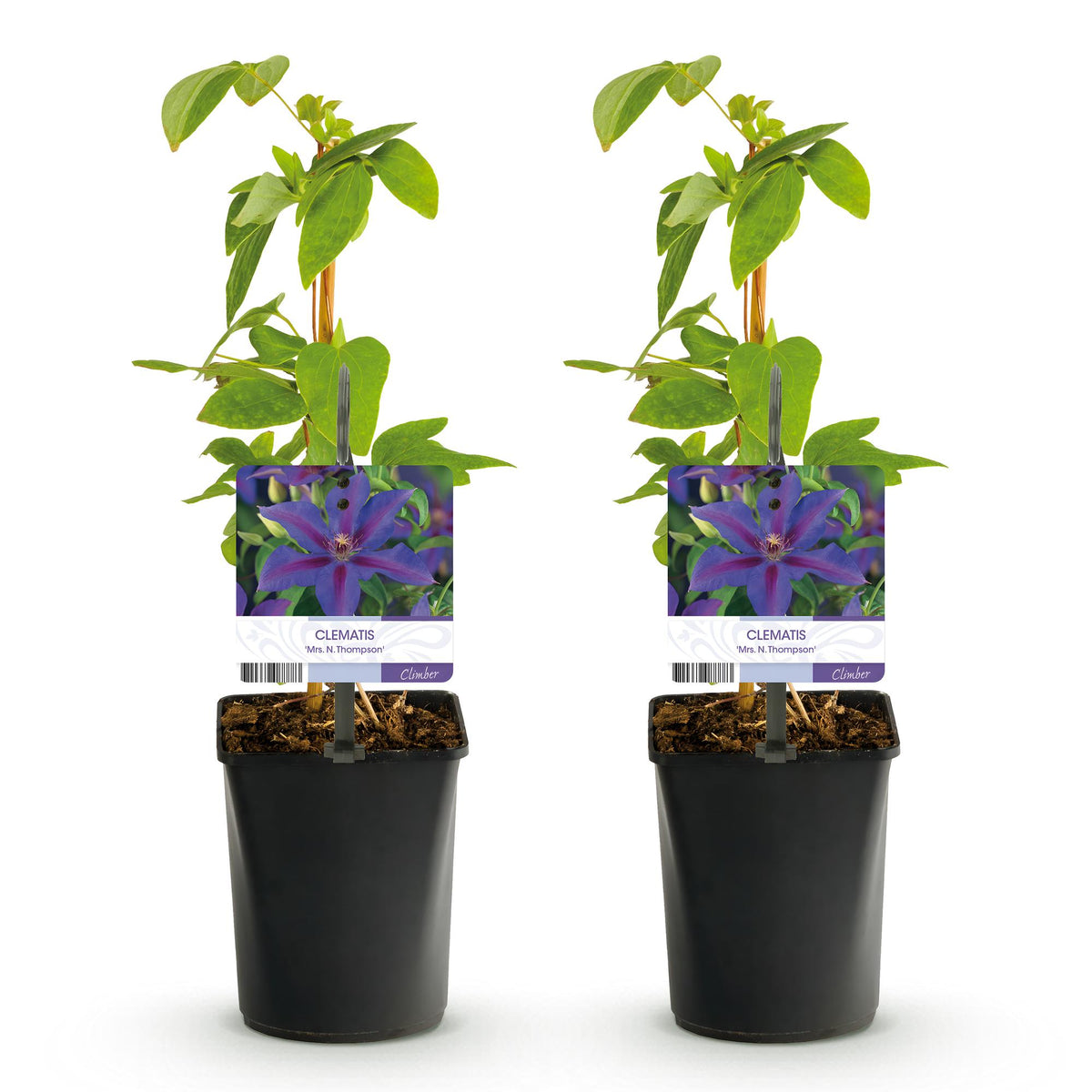 Klimplant - Clematis Mrs. N. Thompson - Bloem Roze - Weinig onderhoud - 2 planten -  Pot 11cm Hoogte 40cm