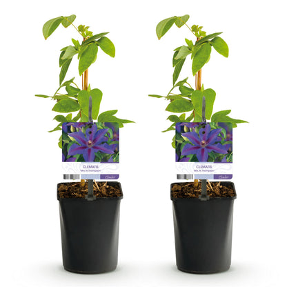 Klimplant - Clematis Mrs. N. Thompson - Bloem Roze - Weinig onderhoud - 2 planten -  Pot 11cm Hoogte 40cm